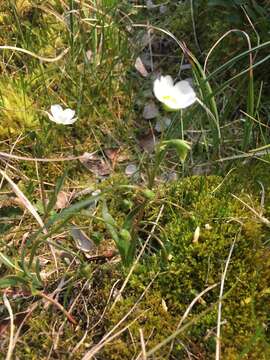 Image of Tuberous Springbeauty