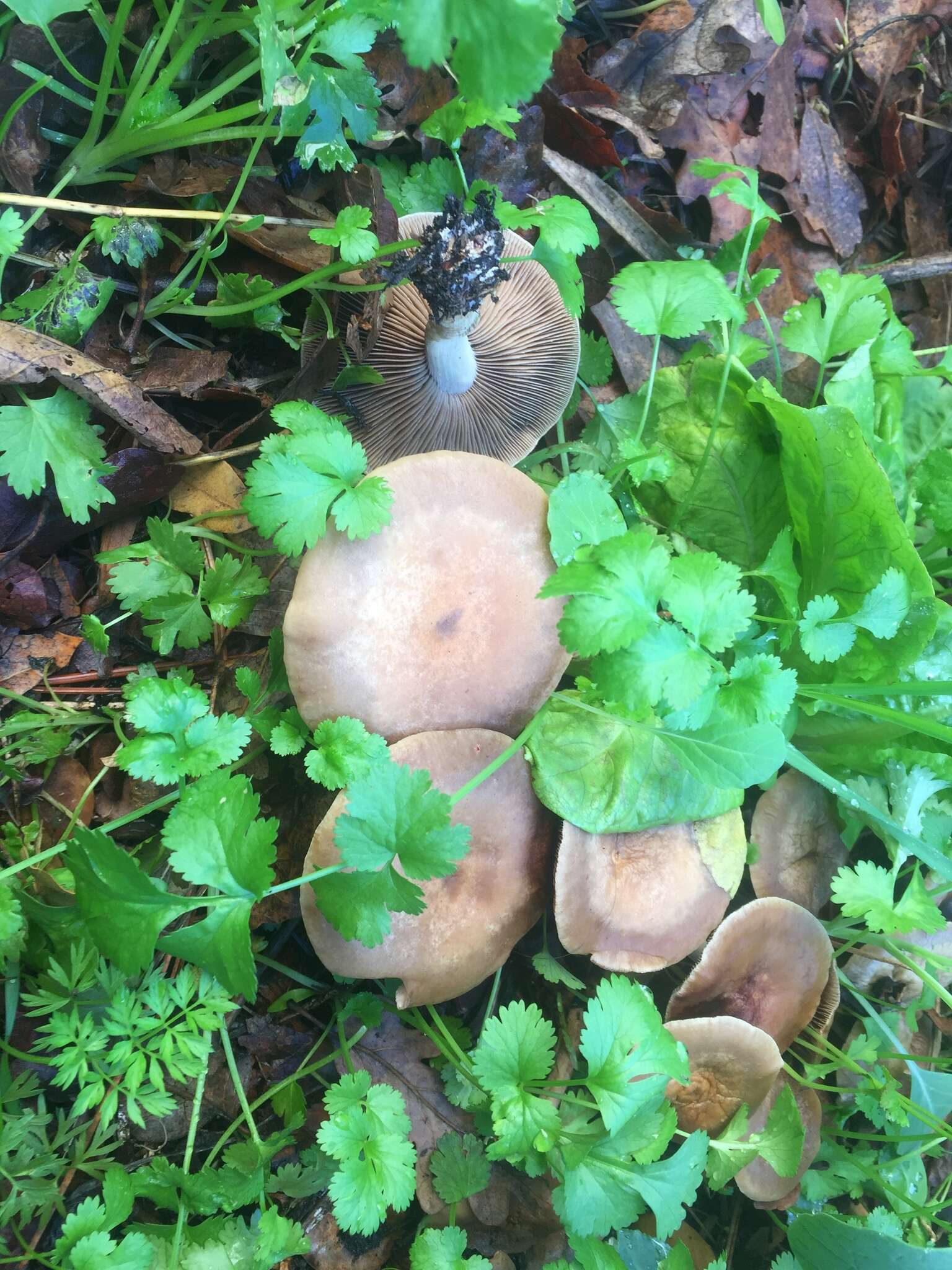 Image of Agrocybe putaminum (Maire) Singer 1936