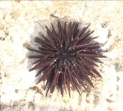 Image of Atlantic purple sea urchin