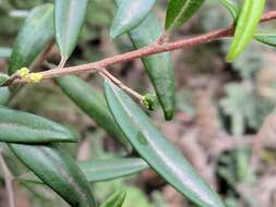 Image of Nematolepis squamea (Labill.) Paul G. Wilson