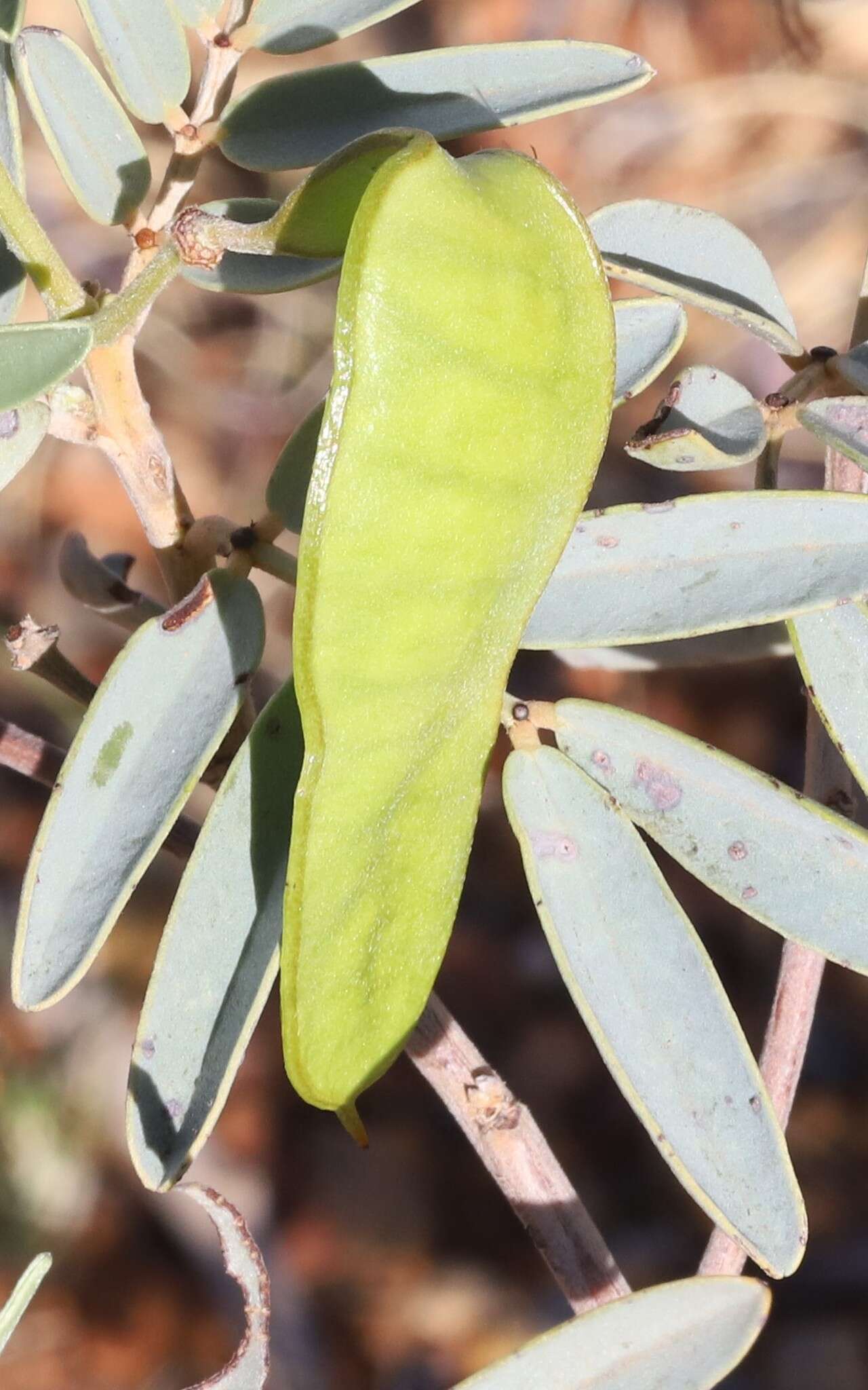 Plancia ëd Senna glutinosa subsp. pruinosa