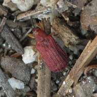 Image de Baliosus ferrugineus Staines 2006