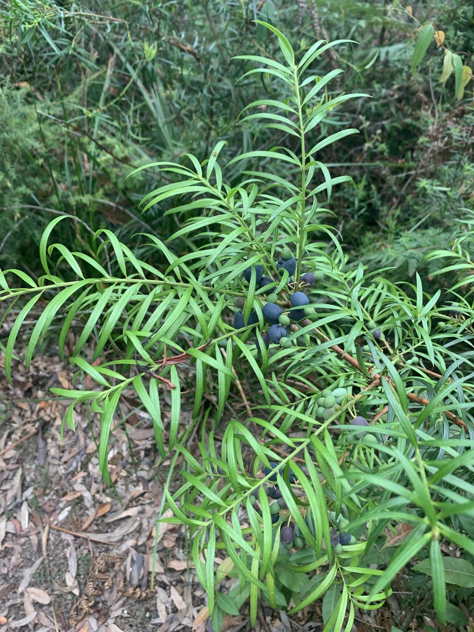 Image of Podocarpus spinulosus (Sm.) R. Br. ex Mirb.