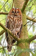 Image of Tawny Owl