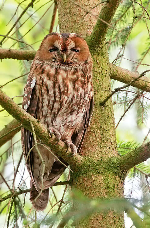 Image of Tawny Owl