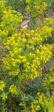 Image of Horned Spurge