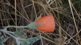 Image of desert globemallow