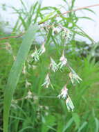 Image of Mauritian grass