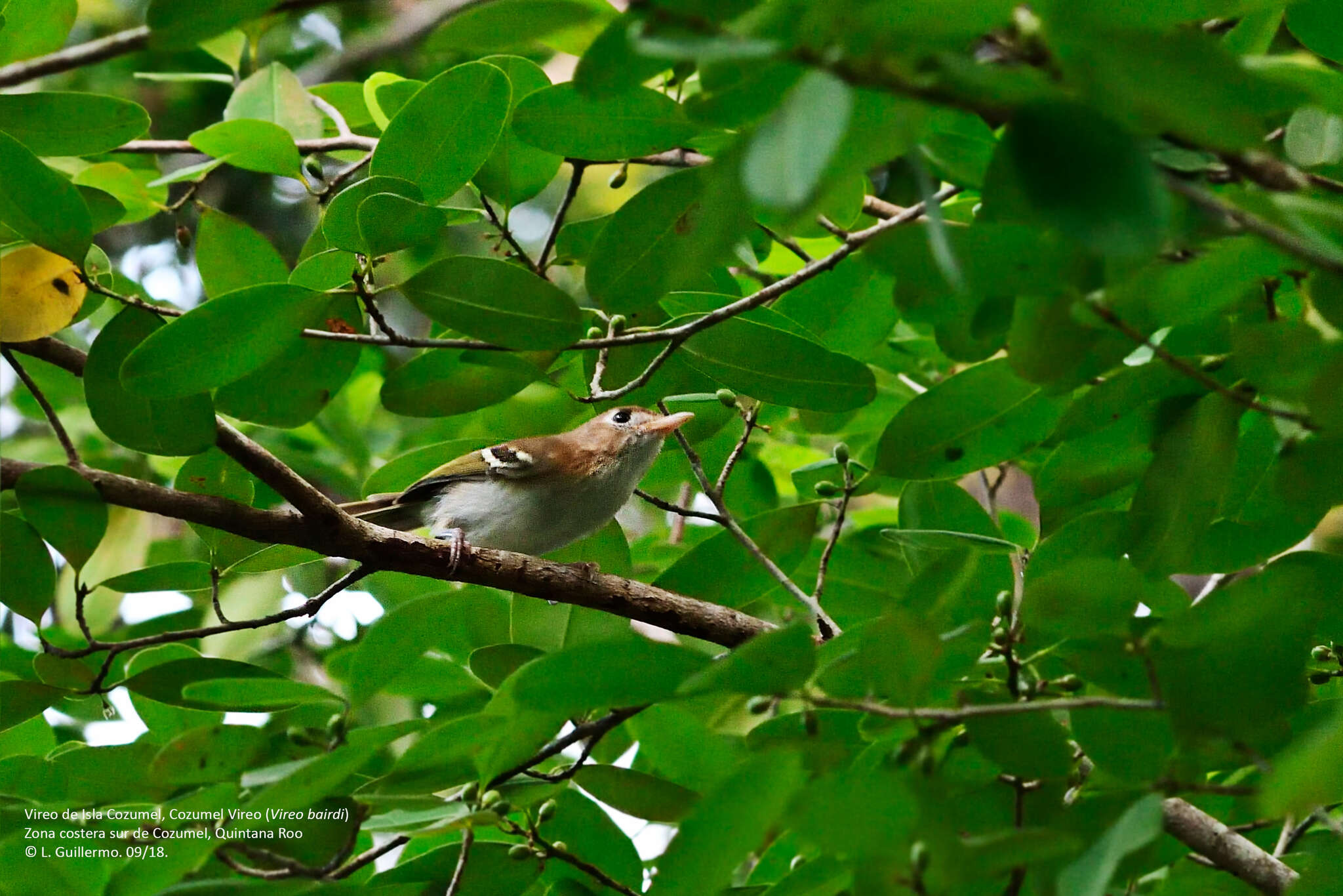 Vireo bairdi Ridgway 1885 resmi