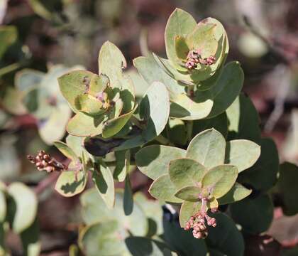 Слика од Arctostaphylos gabilanensis V. T. Parker & M. C. Vasey