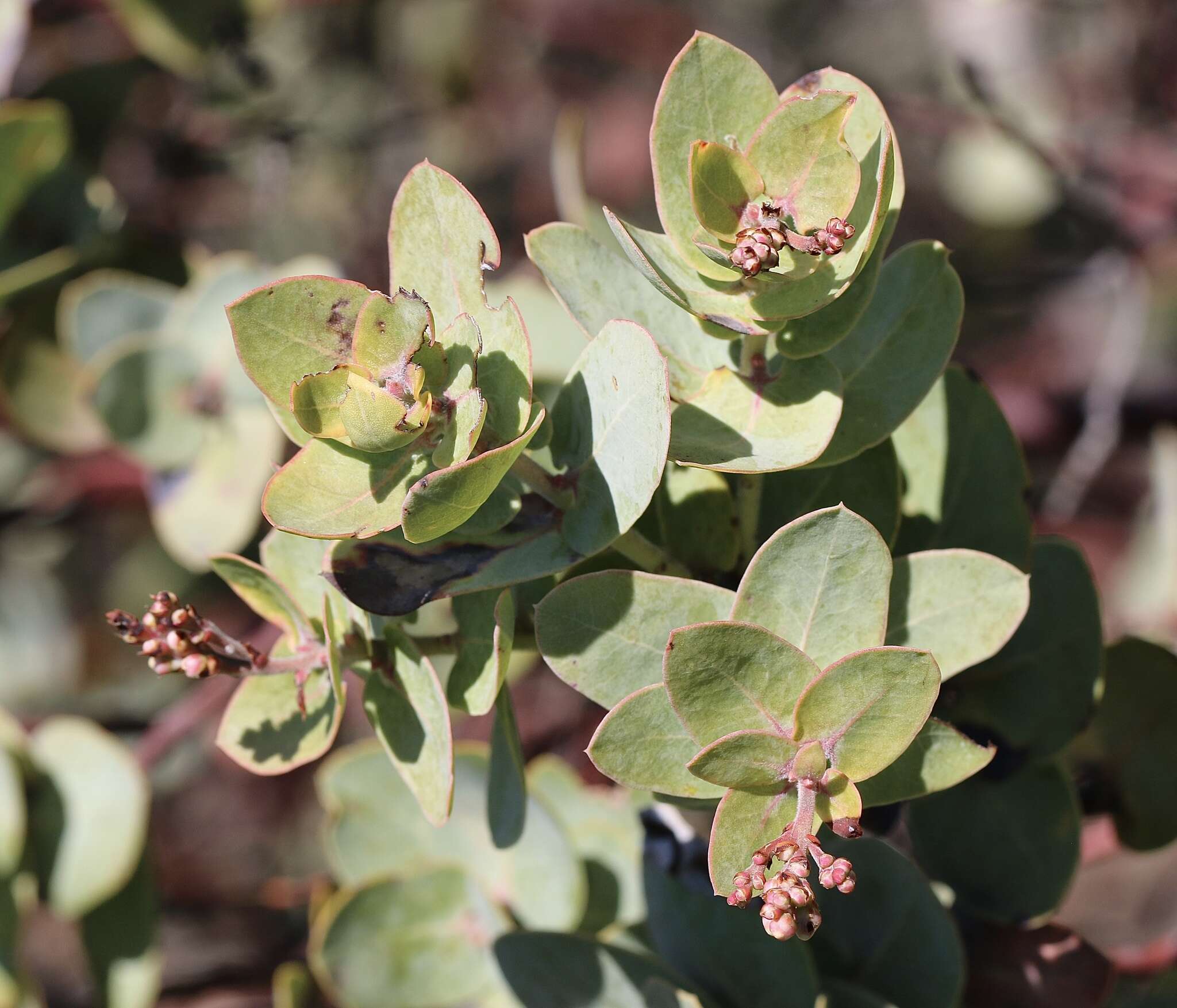 Image of Gabilan Mountains manzanita