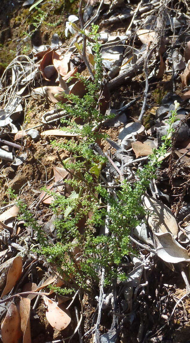 Image of Jamesbrittenia argentea (L. fil.) O. M. Hilliard