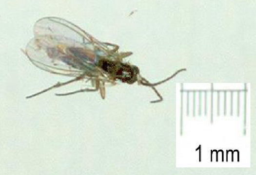 Image of <i>Bradysia ocellaris</i> (Comstock 1882) Comstock 1882