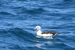 Image of Atlantic Yellow-nosed Albatross