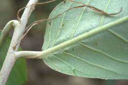 Sivun Licania corniculata G. T. Prance kuva