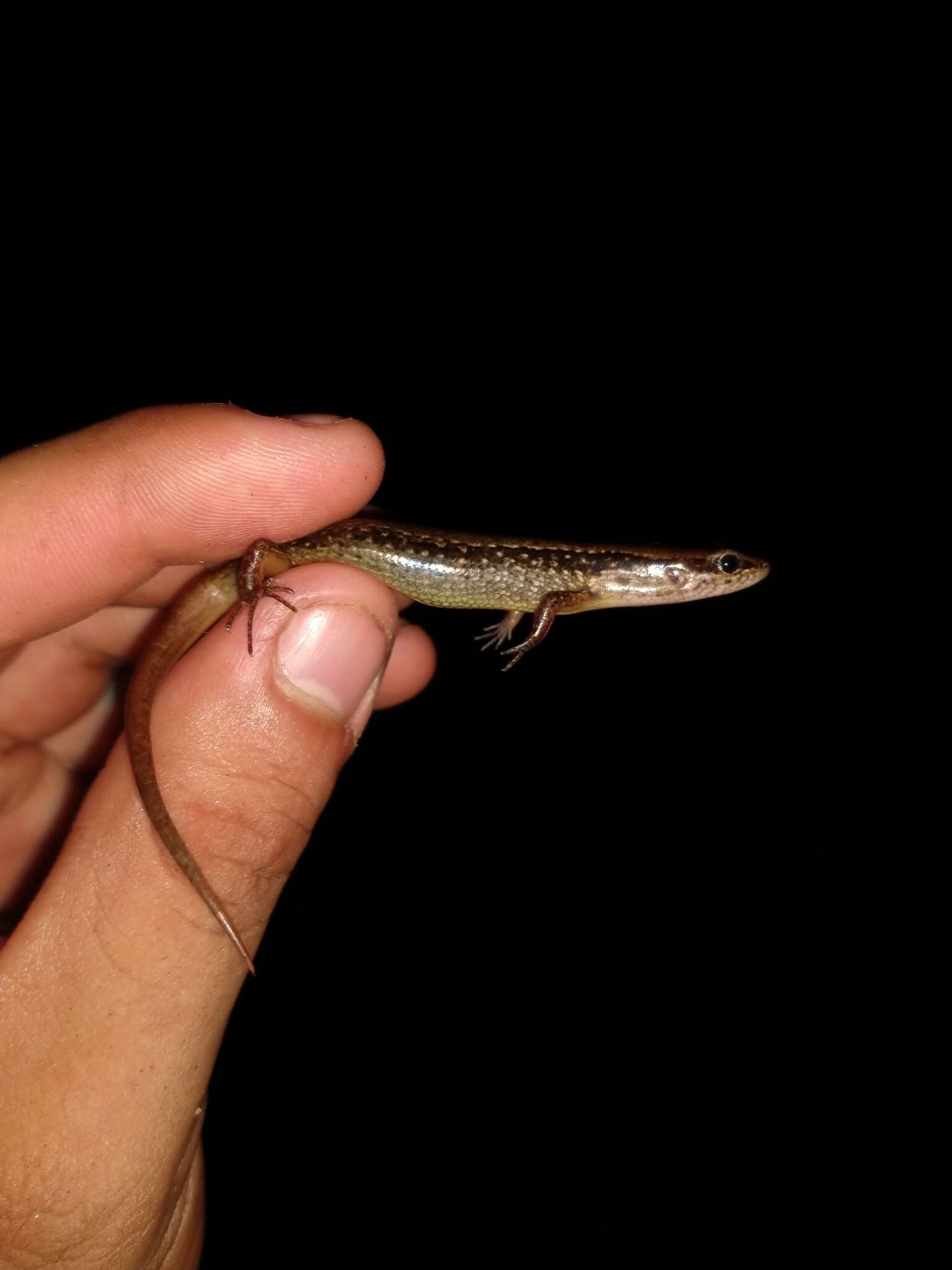 Image of Taylor's Ground Skink