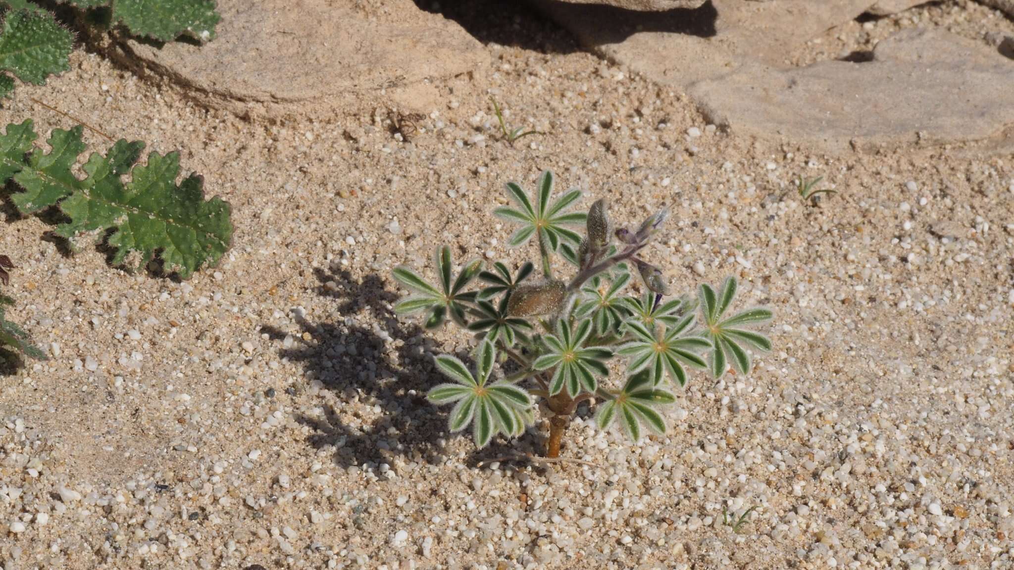 Image of purple desert lupine