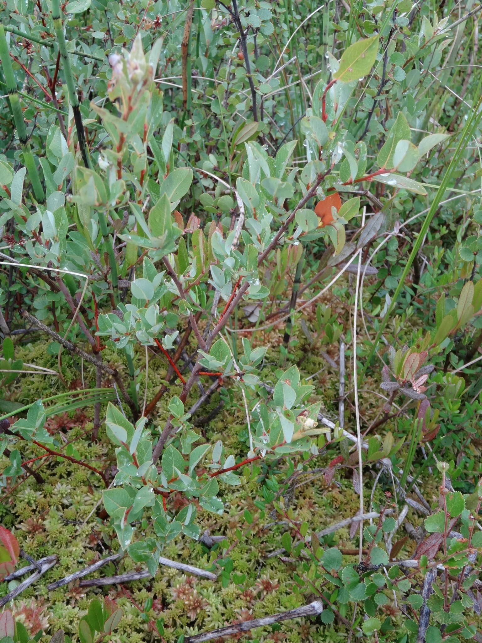 Image of Salix myrtilloides L.