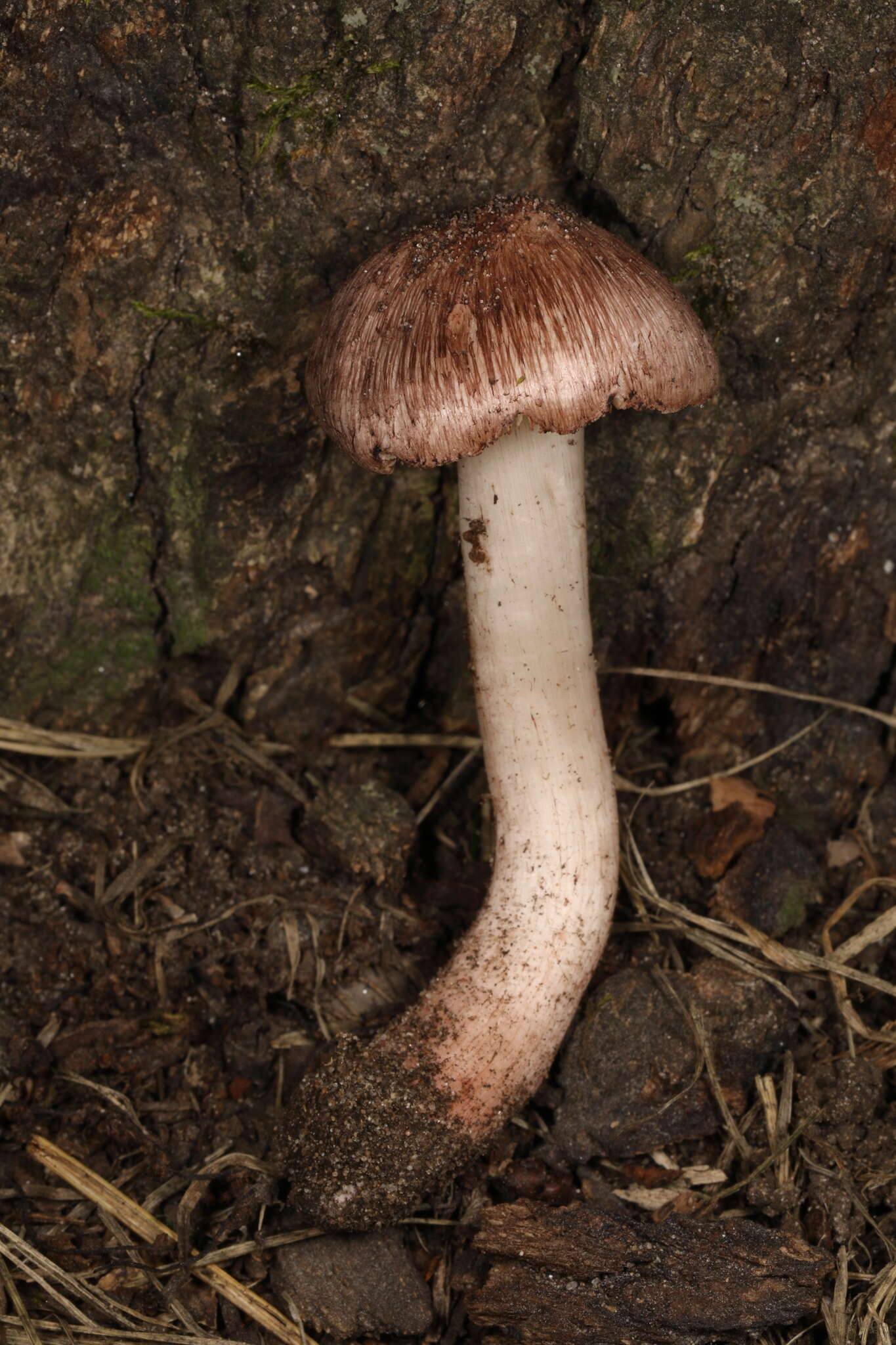 Image of Inosperma vinaceobrunneum