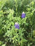 Image of Texas lupine