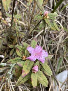 Imagem de Rhododendron rubropilosum Hayata