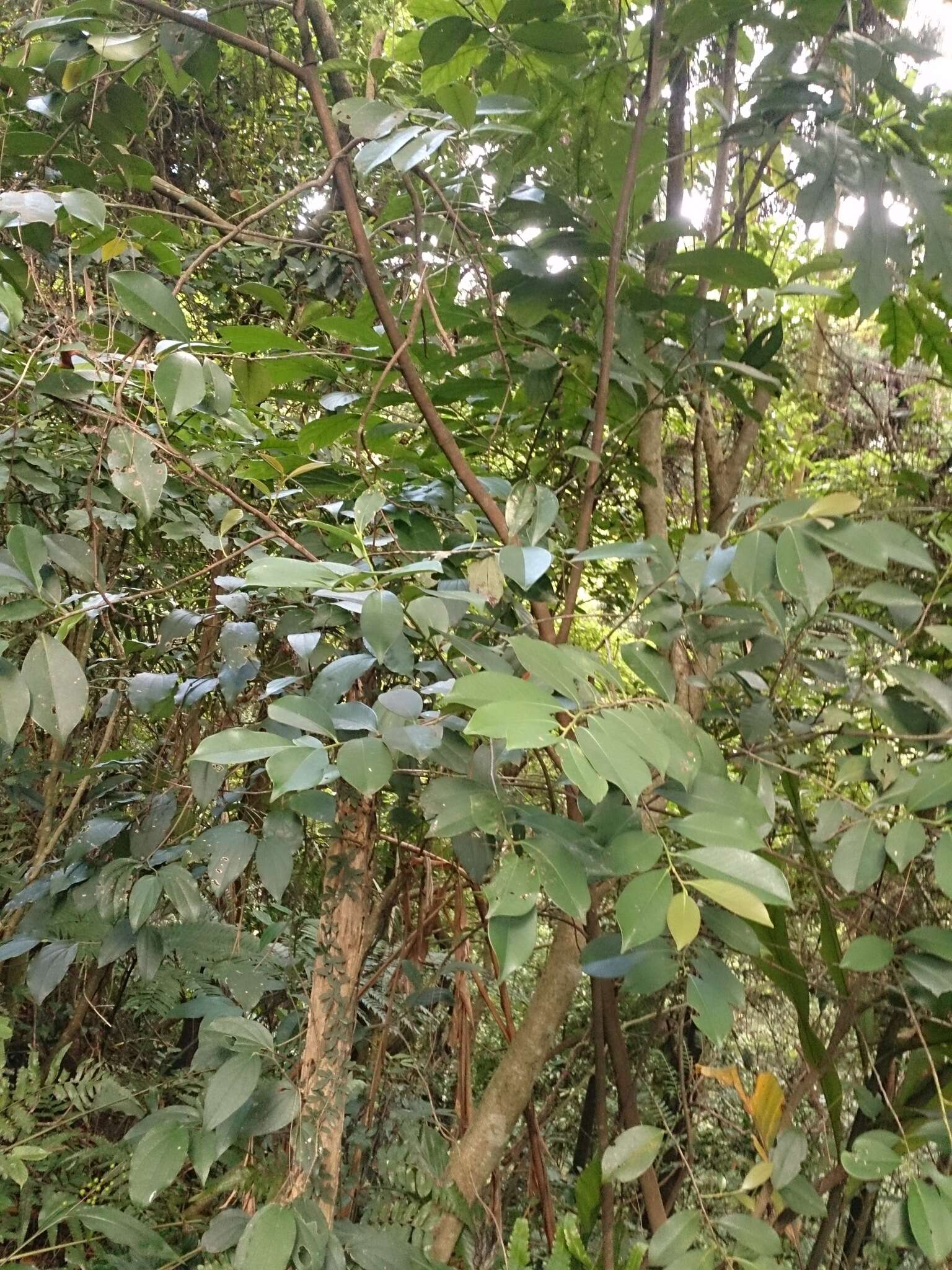 Image of Cleyera japonica var. morii (Yamamoto) Masam.