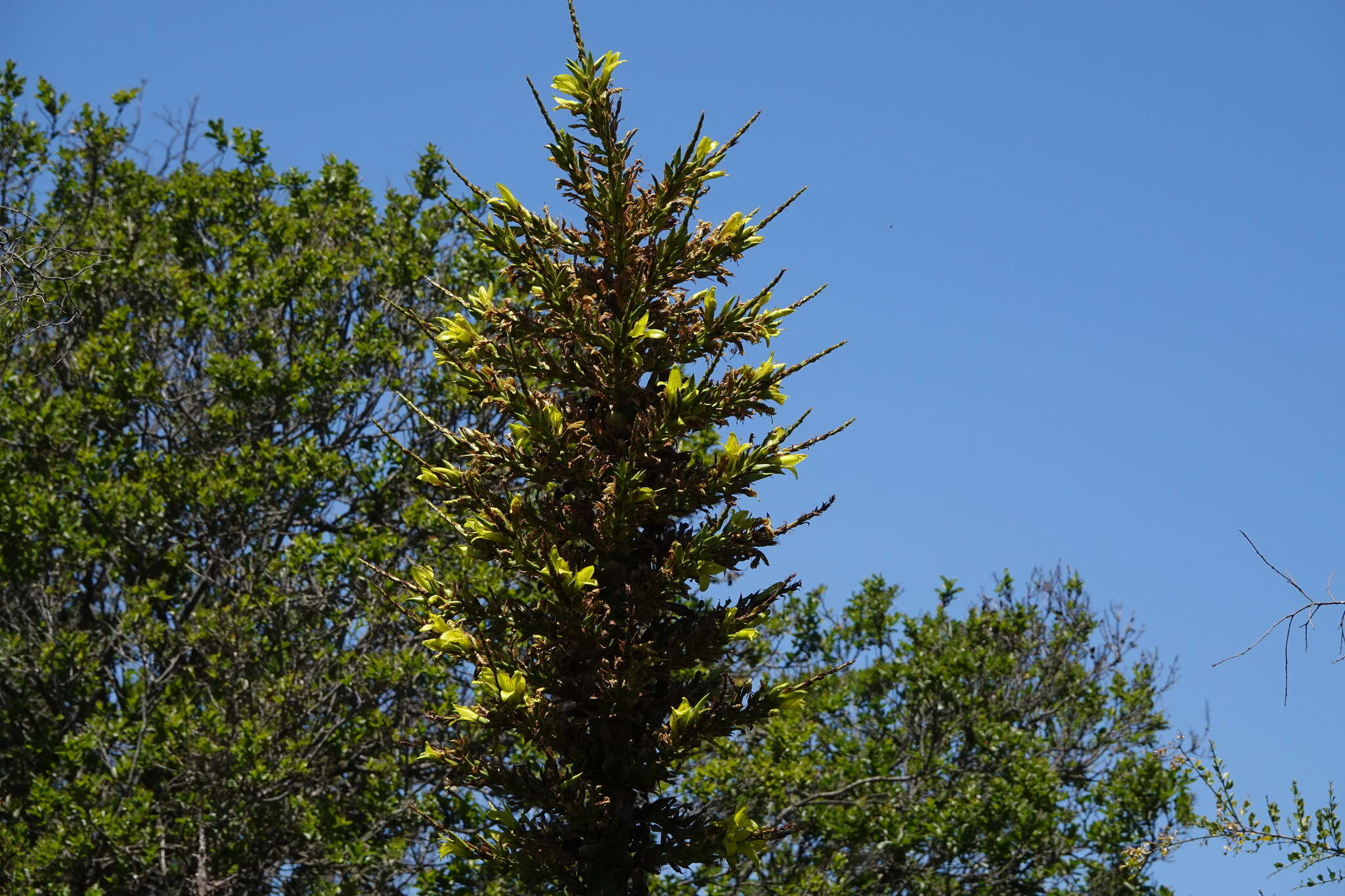 Image of Chilean Puya