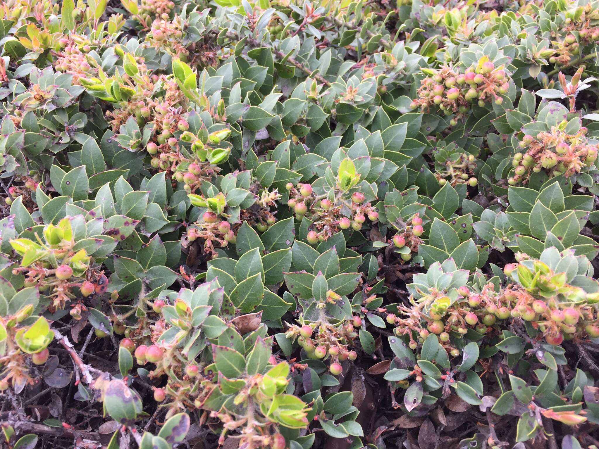 Image of San Bruno Mountain manzanita