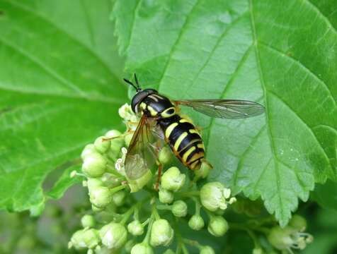 Image of Chrysotoxum octomaculatum Curtis 1837