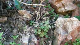 Image of Crassula cordata Thunb.