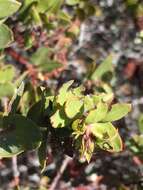 Image of Arctostaphylos purissima subsp. purissima