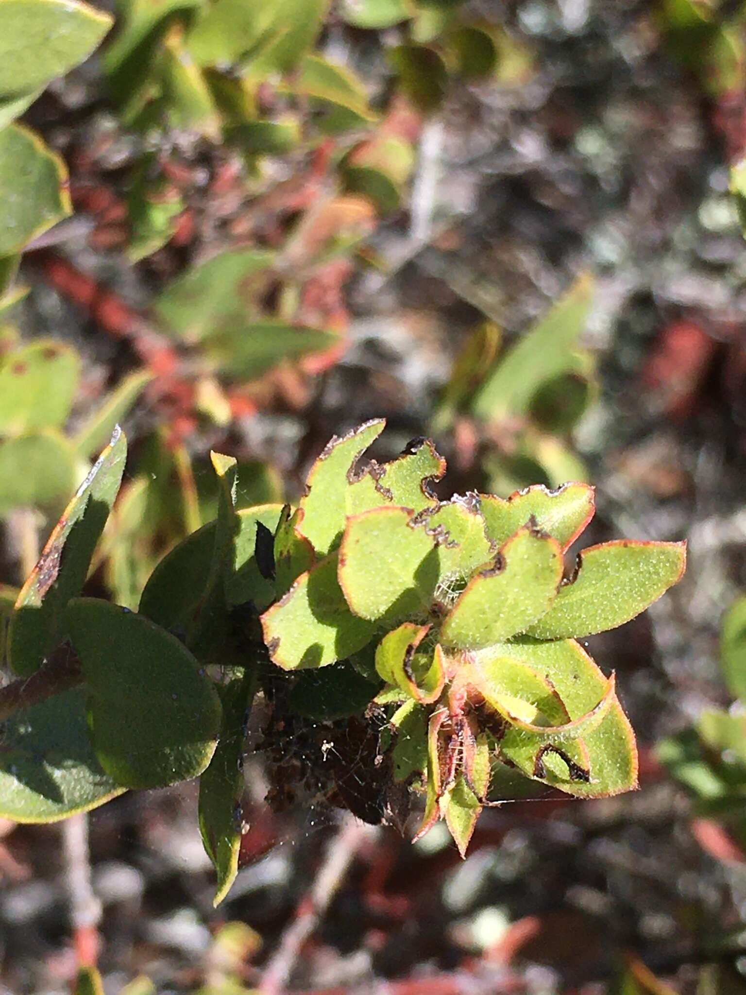 Image of Arctostaphylos purissima subsp. purissima