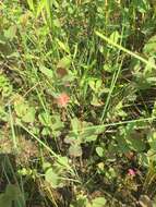 Image of Fraser's St. John's-Wort