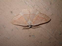 Hylaea fasciaria Linnaeus 1758的圖片