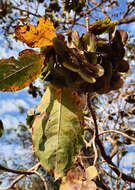 Image of Terminalia argentea Mart.