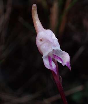 Image de Disperis woodii Bolus