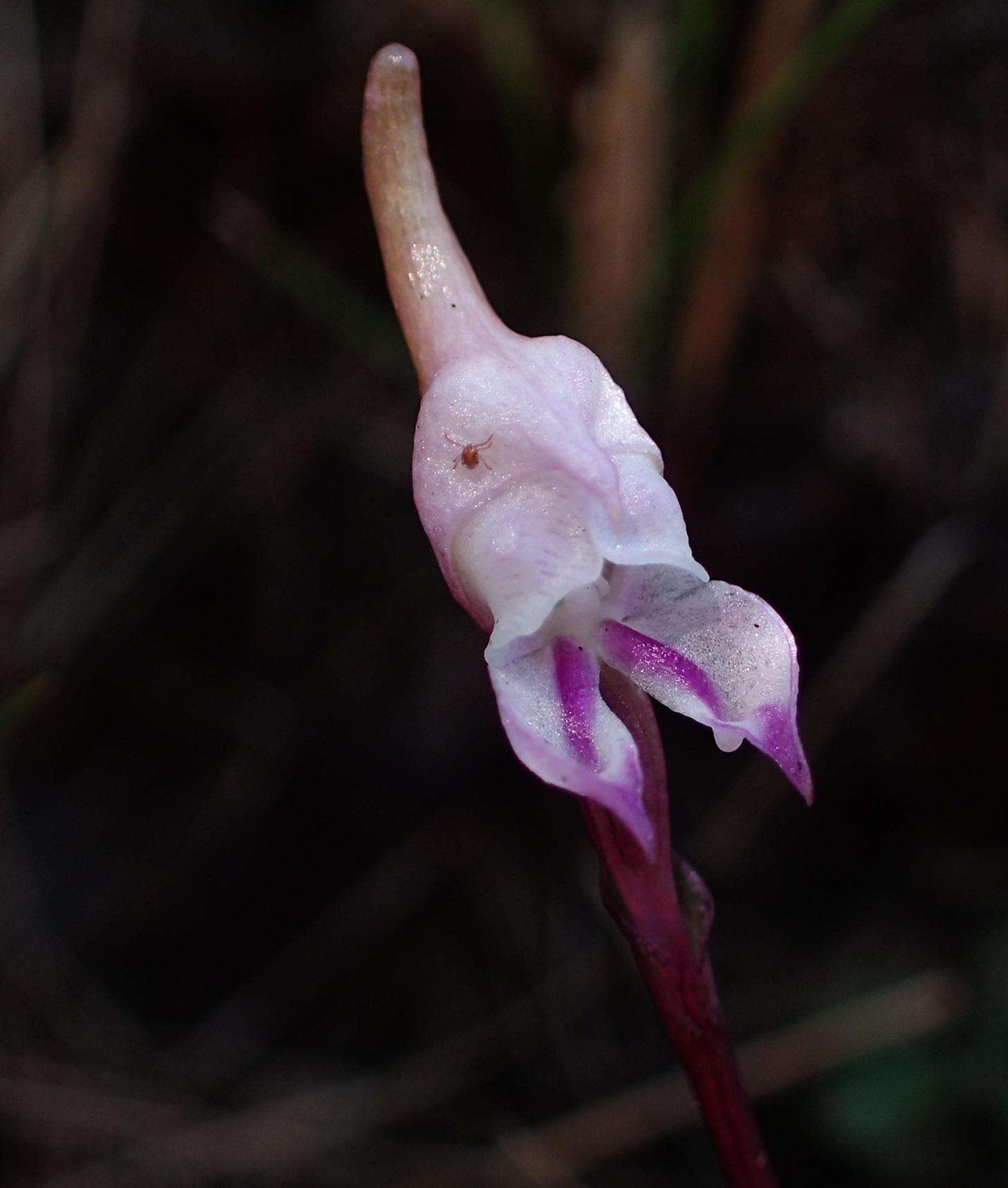 Image of Disperis woodii Bolus