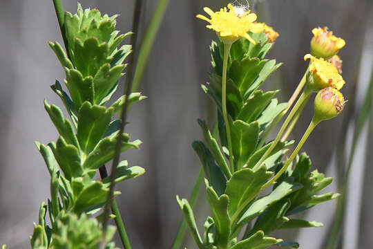 Image de Euryops algoensis DC.