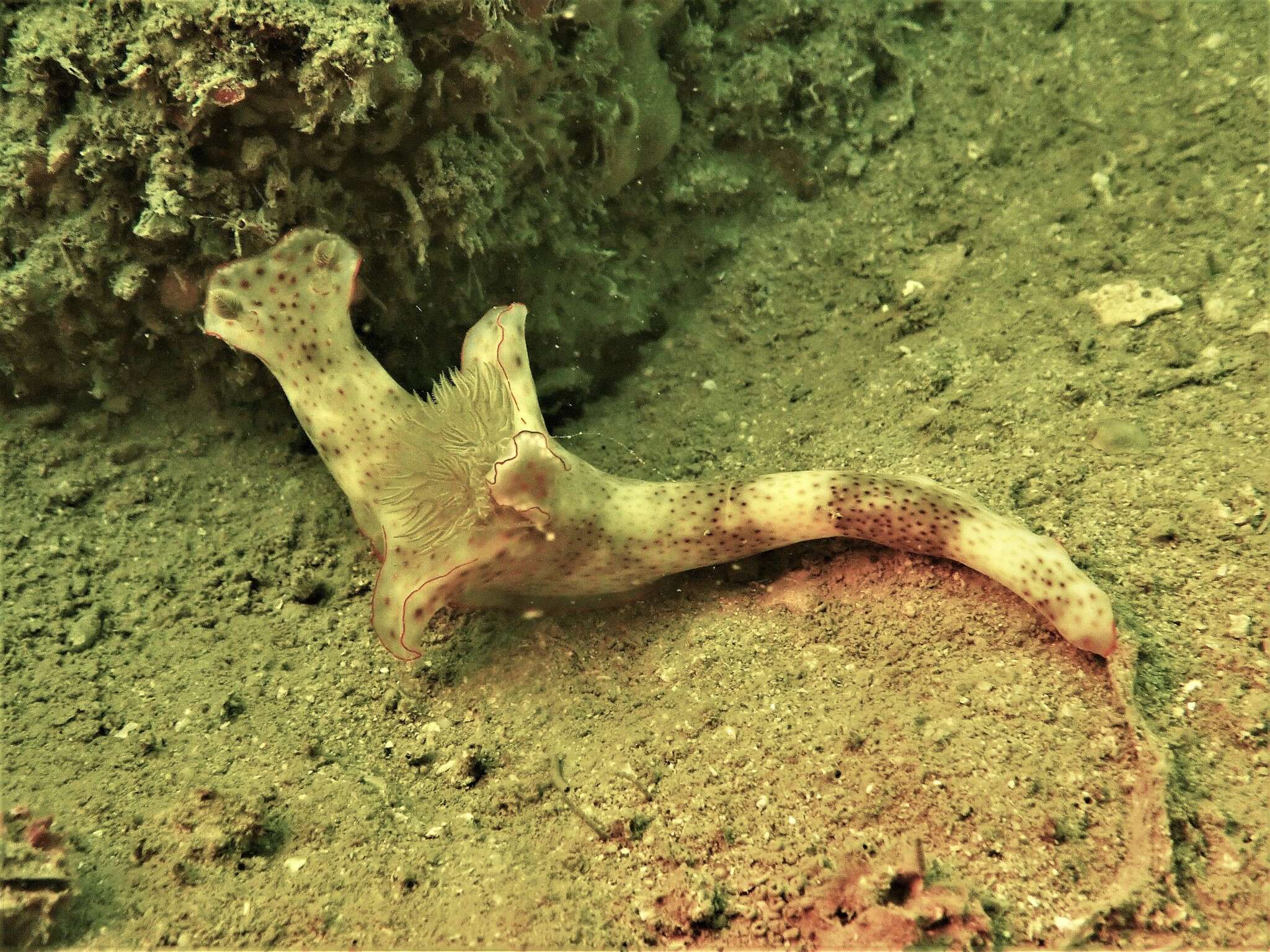 Image of Ceratosoma gracillimum Semper ex Bergh 1876
