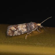 Image de <i>Eucopina monitorana</i>