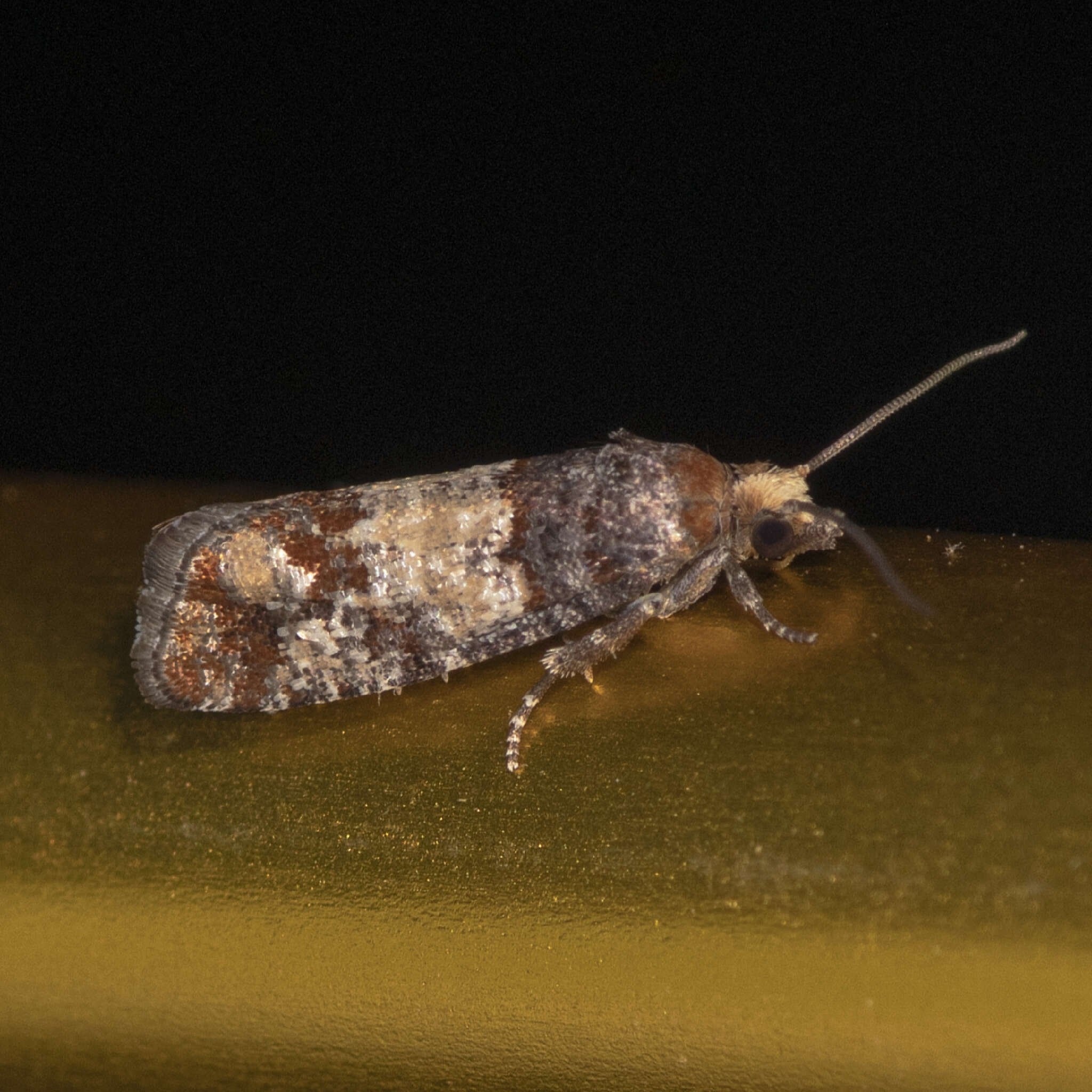 Image de <i>Eucopina monitorana</i>