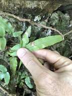 Image of Dryopteris podophylla (Hook.) O. Kuntze