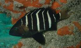 Image of Banded rockcod