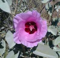 Image of Cienfuegosia australis (F. Müll.) K. Schum.