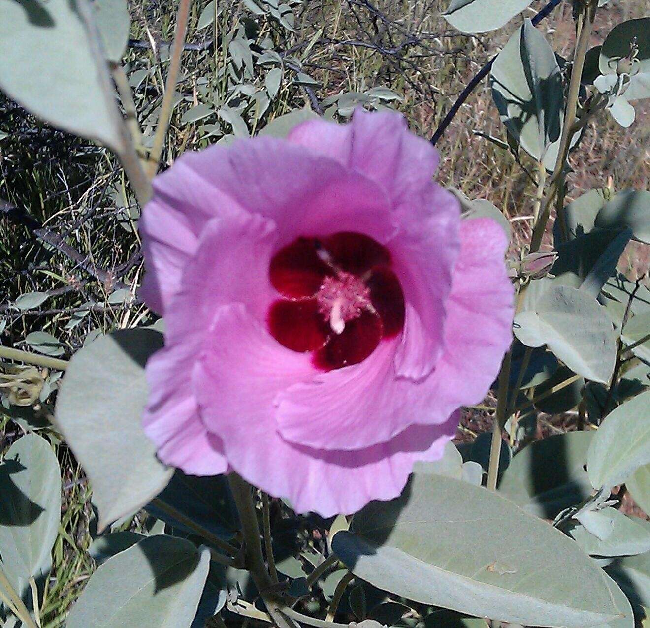 Image of Cienfuegosia australis (F. Müll.) K. Schum.