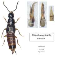 Image of Philonthus (Philonthus) umbratilis (Gravenhorst 1802)