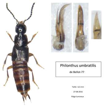 Image de Philonthus (Philonthus) umbratilis (Gravenhorst 1802)