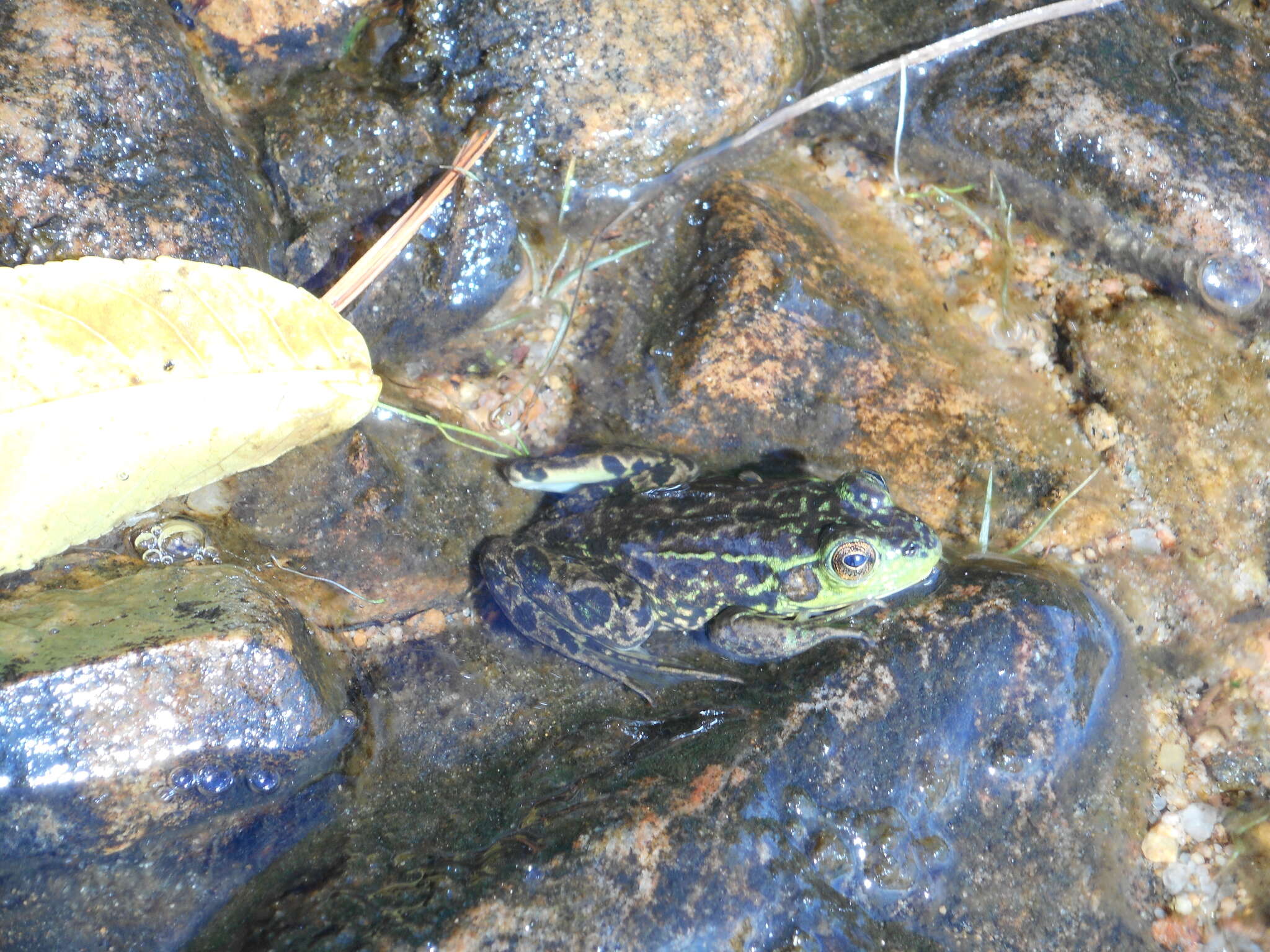 Image of Mink Frog