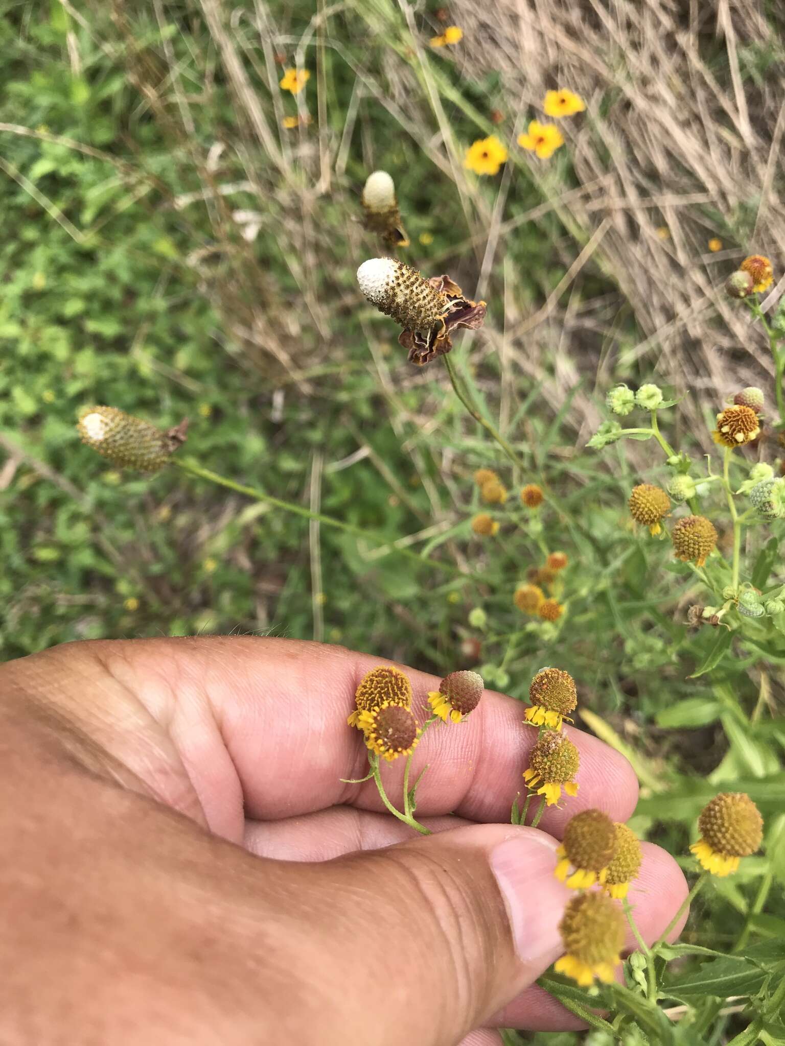 Plancia ëd Helenium microcephalum DC.