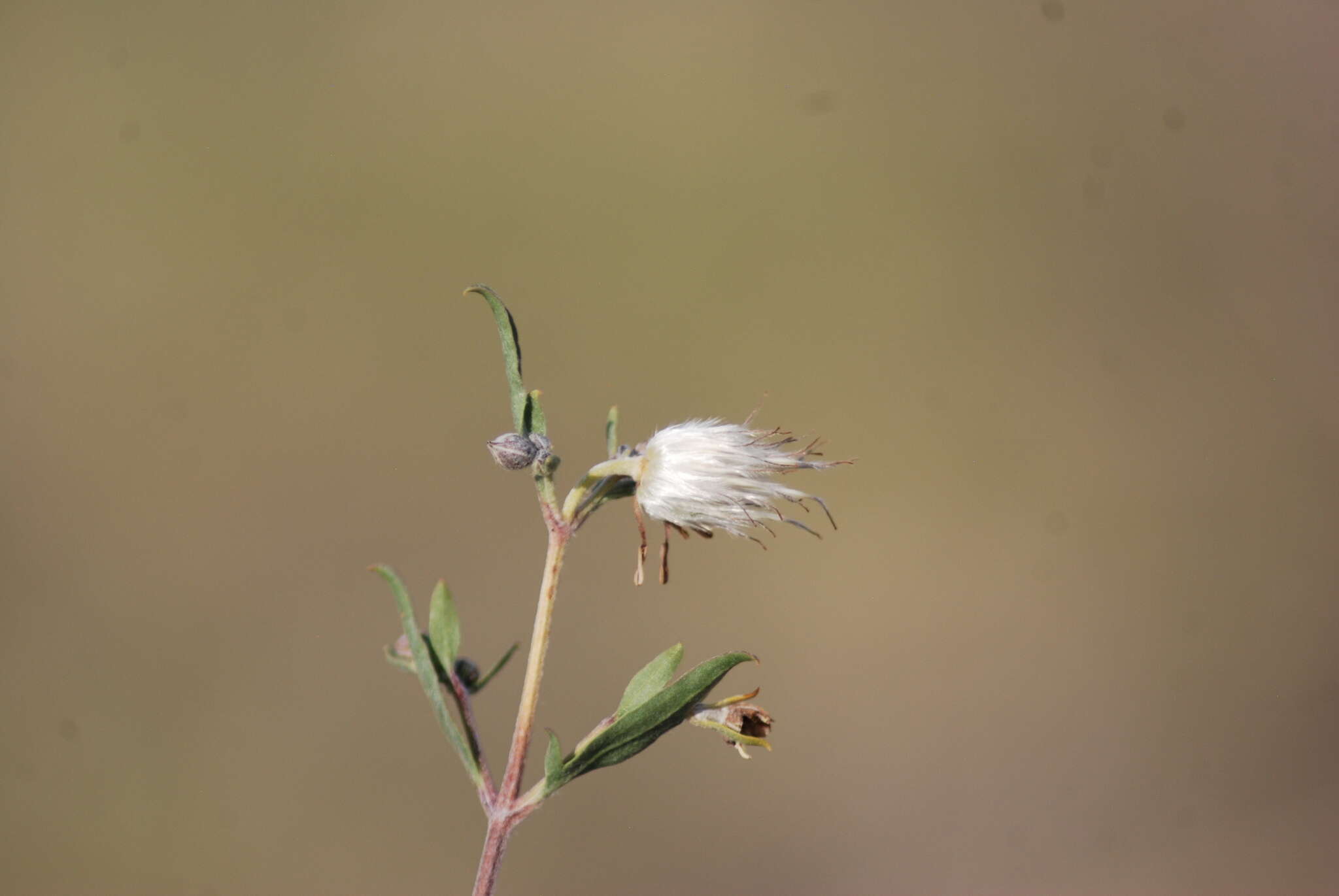 Image of Clematis fruticosa Turcz.